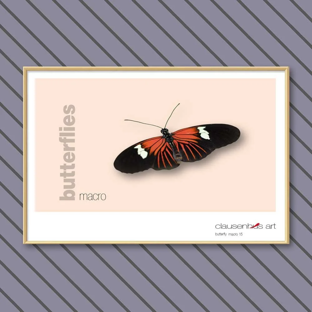 butterfly 15.jpg