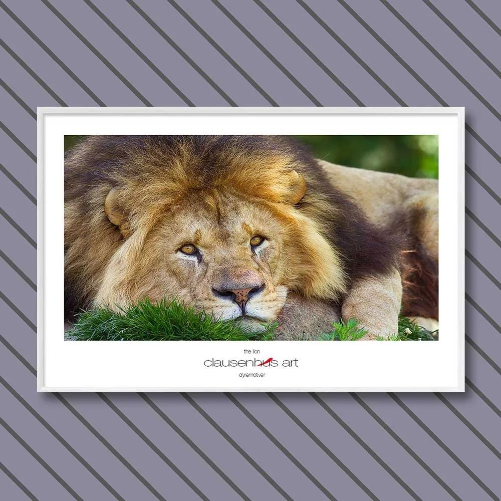 the lion.jpg