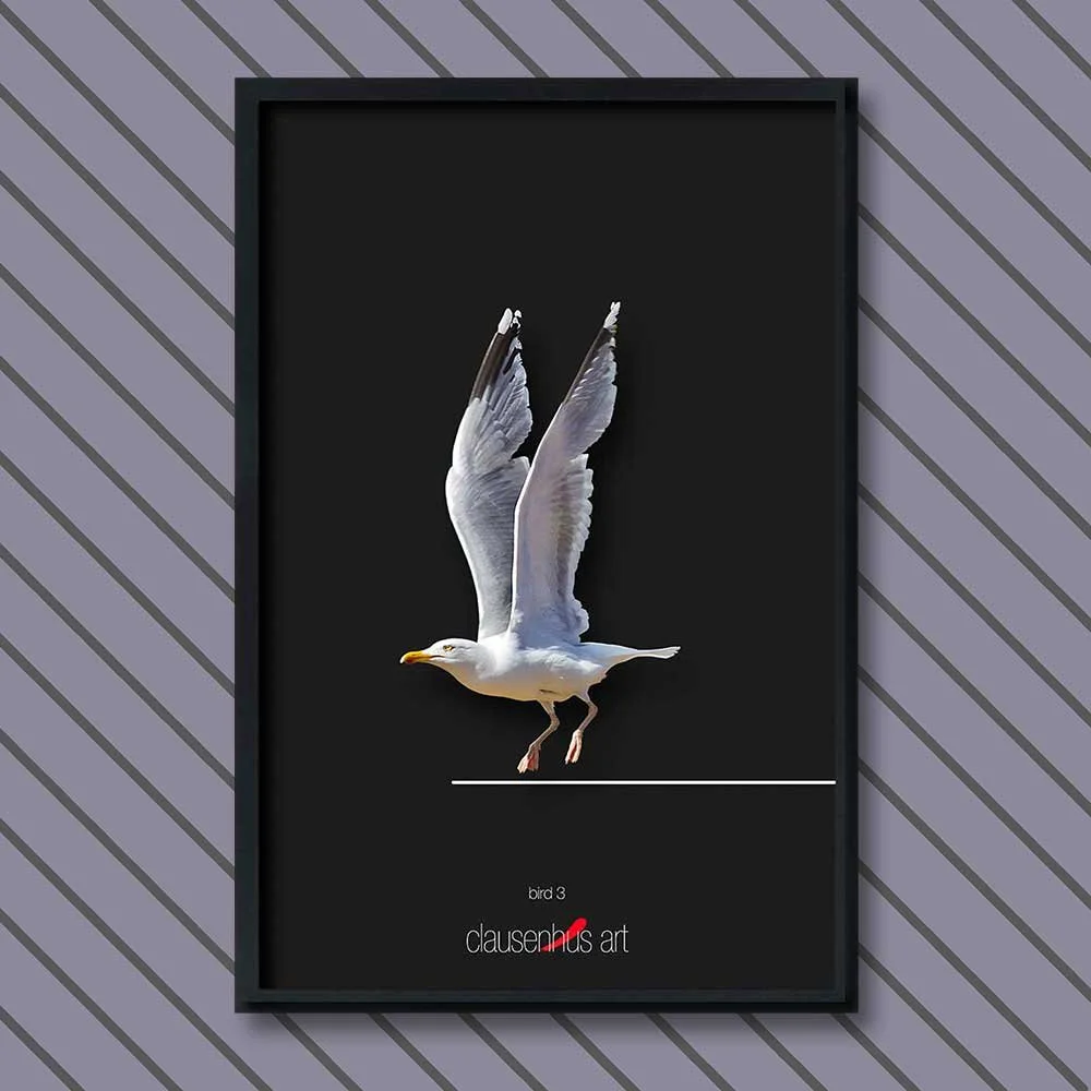 bird-3.jpg