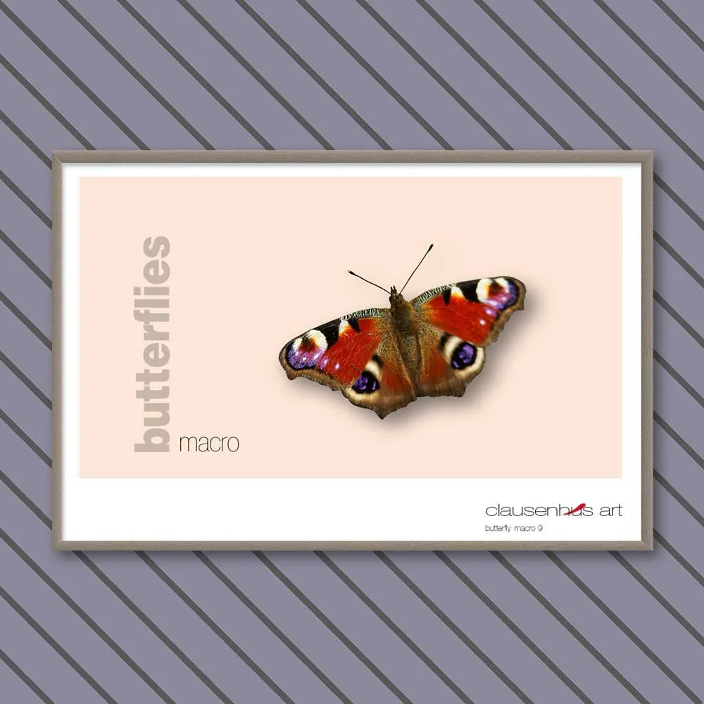 butterfly 9.jpg
