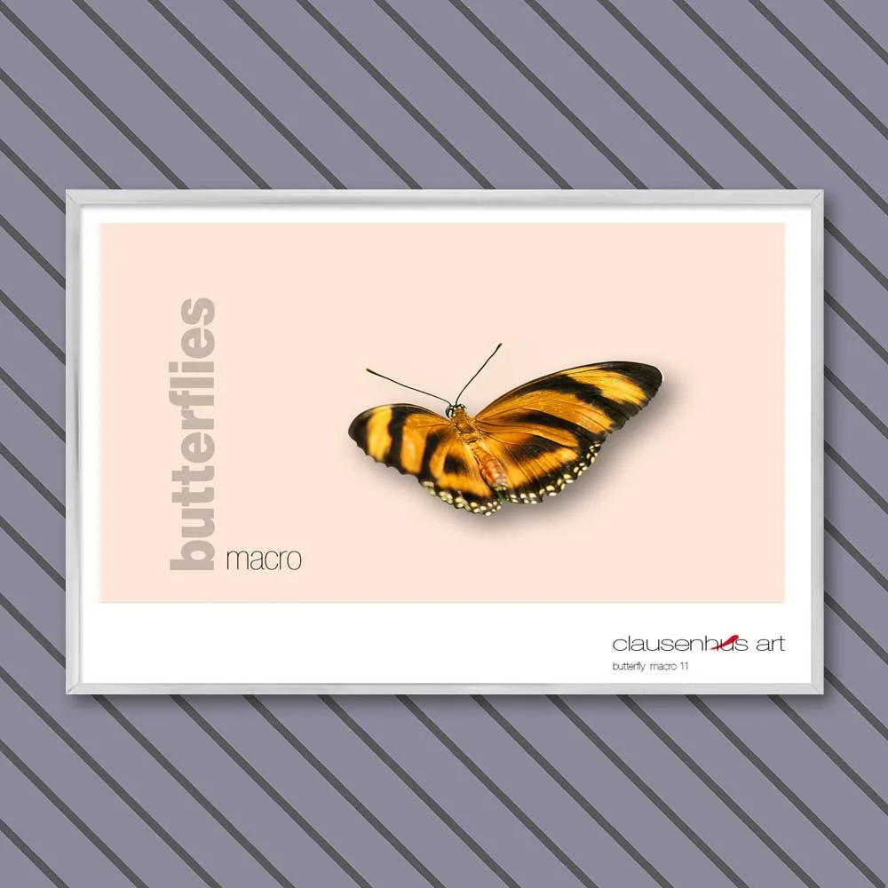 butterfly 11.jpg