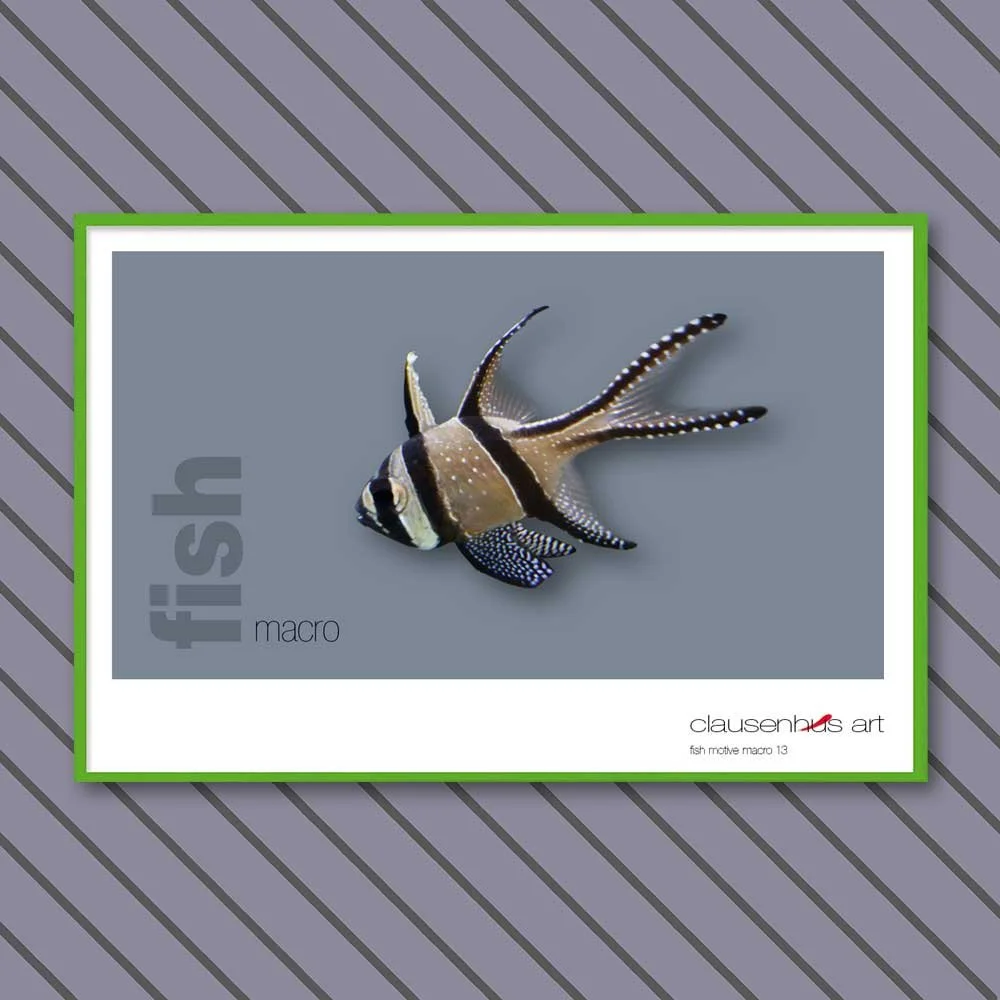 fish 13.jpg