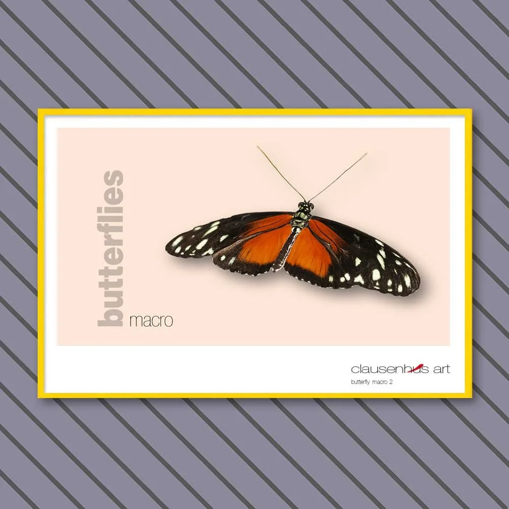 butterfly 2.jpg