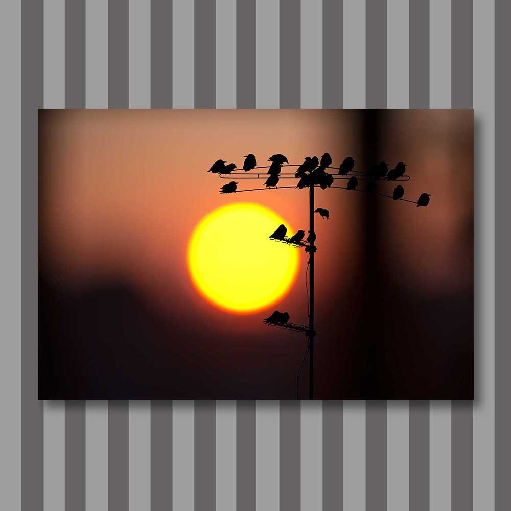 birds at sunrise.jpg