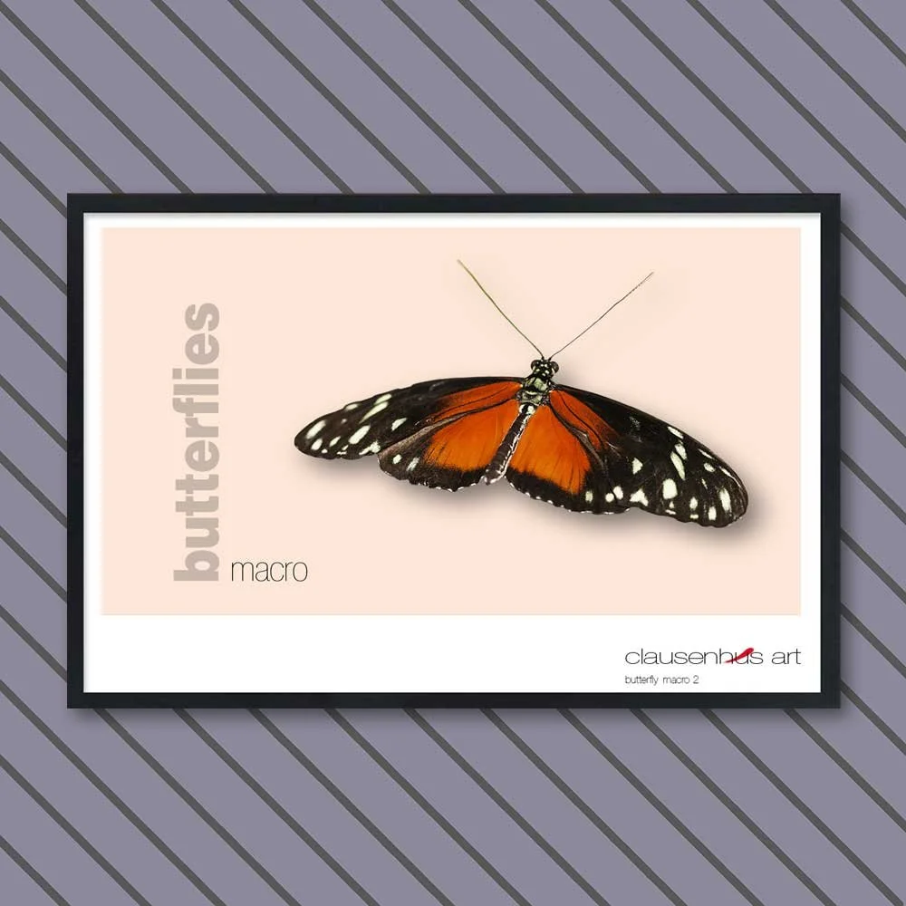 butterfly 2.jpg