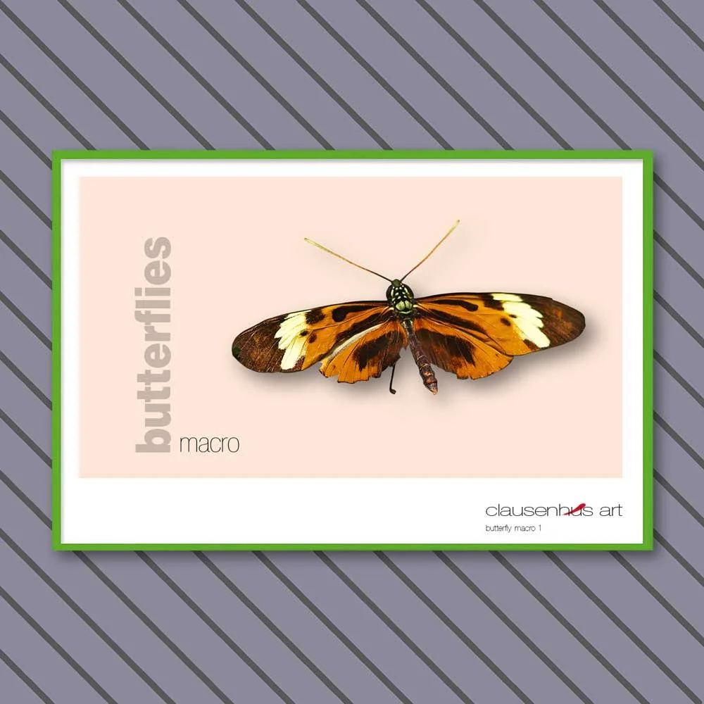 butterfly 1.jpg