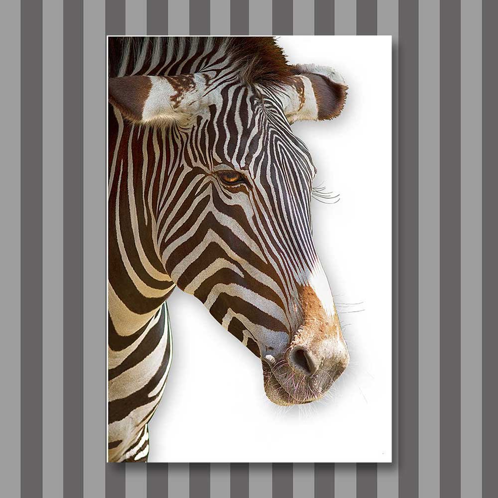 zebra 1.jpg