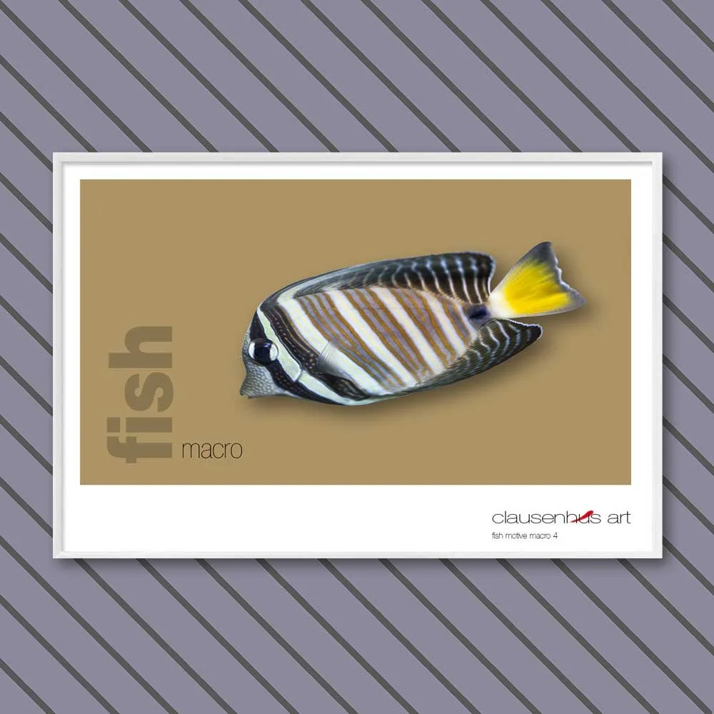 fish 4.jpg