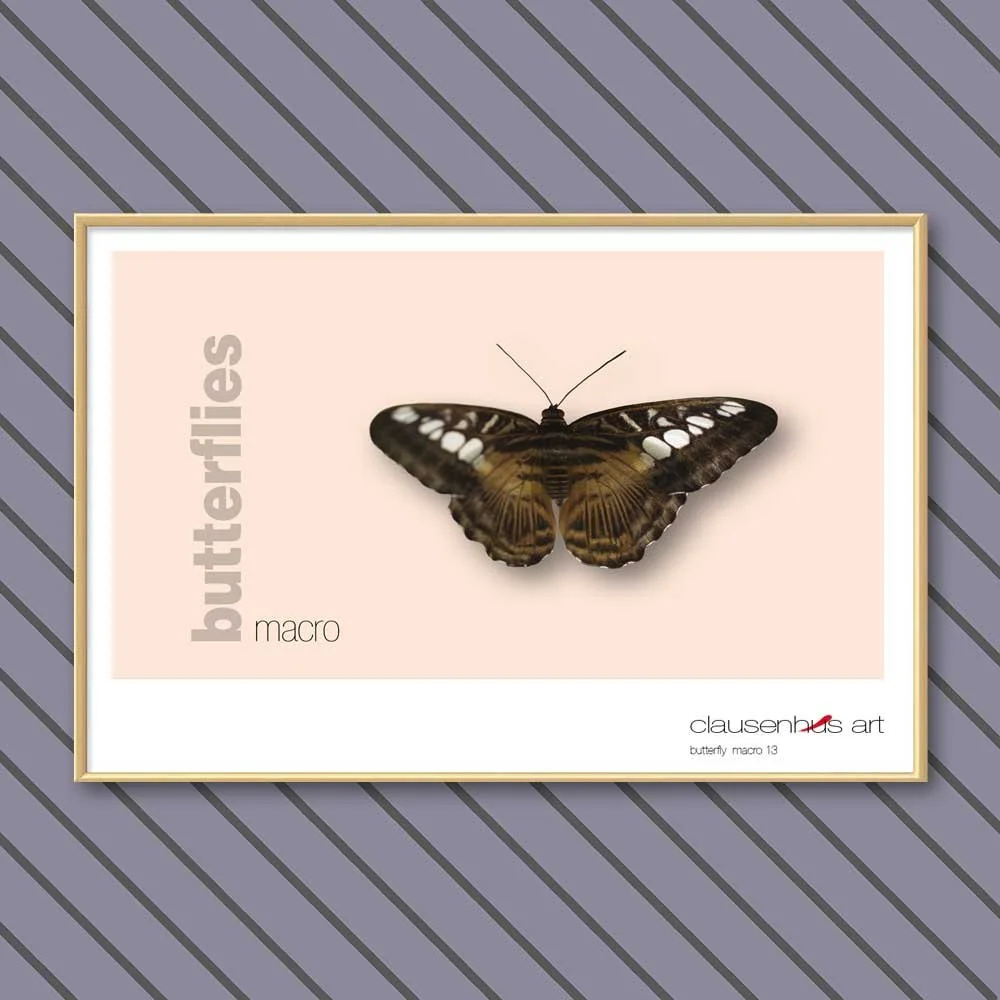 butterfly 13.jpg