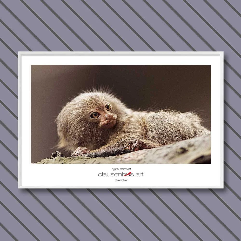 pygmy marmoset.jpg