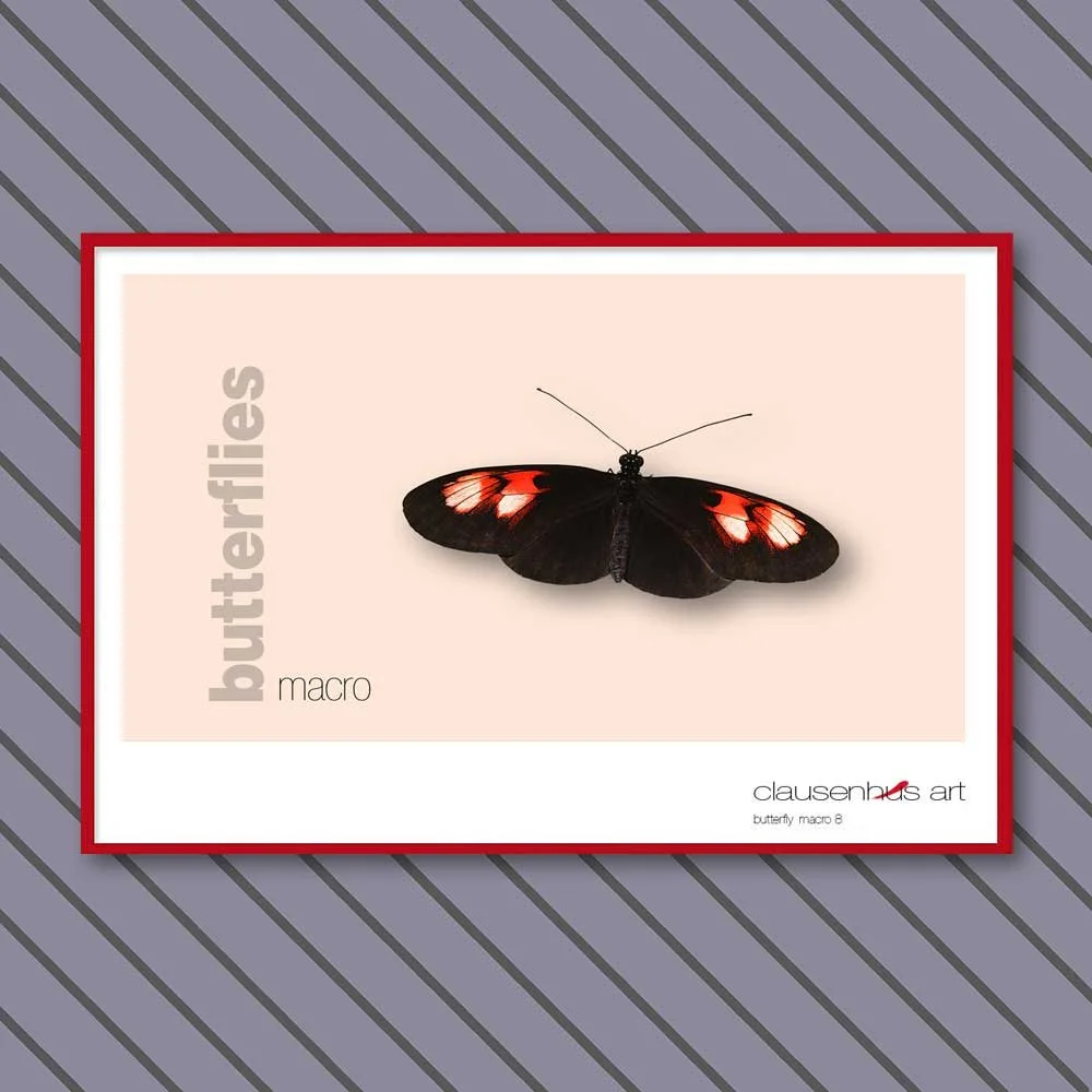 butterfly 8.jpg