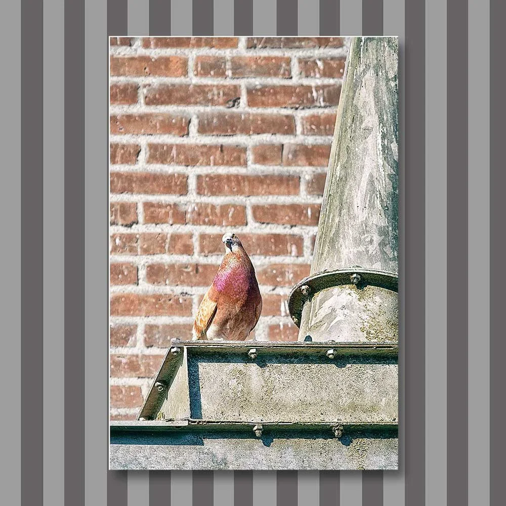 keeps an eye on things.jpg