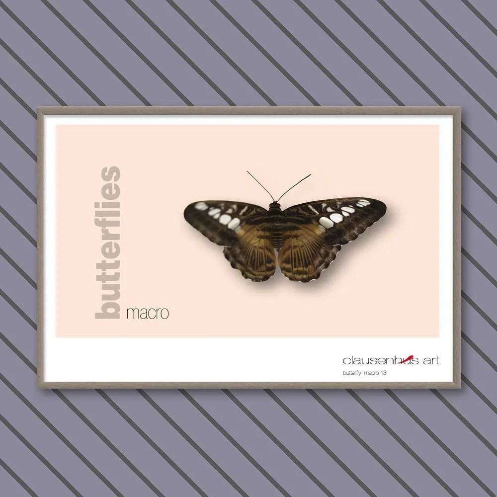 butterfly 13.jpg