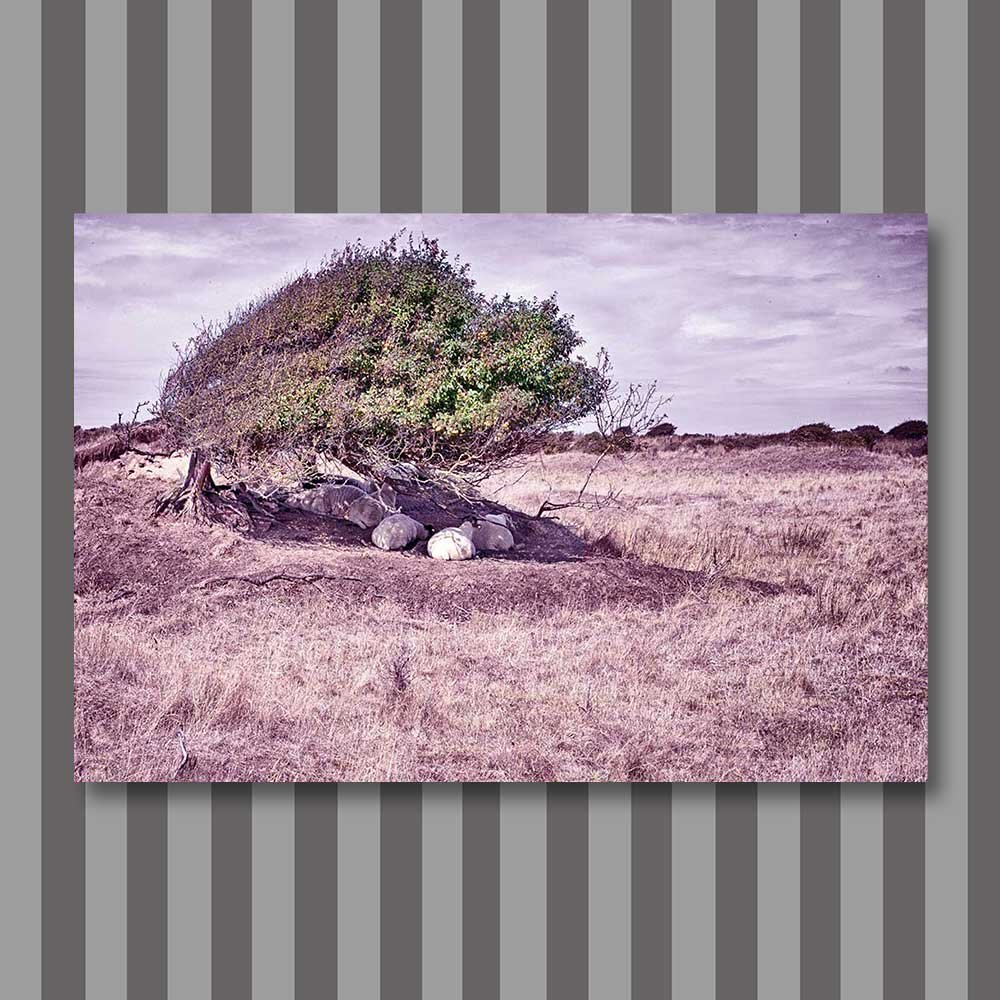 title: west coast interpretation 2