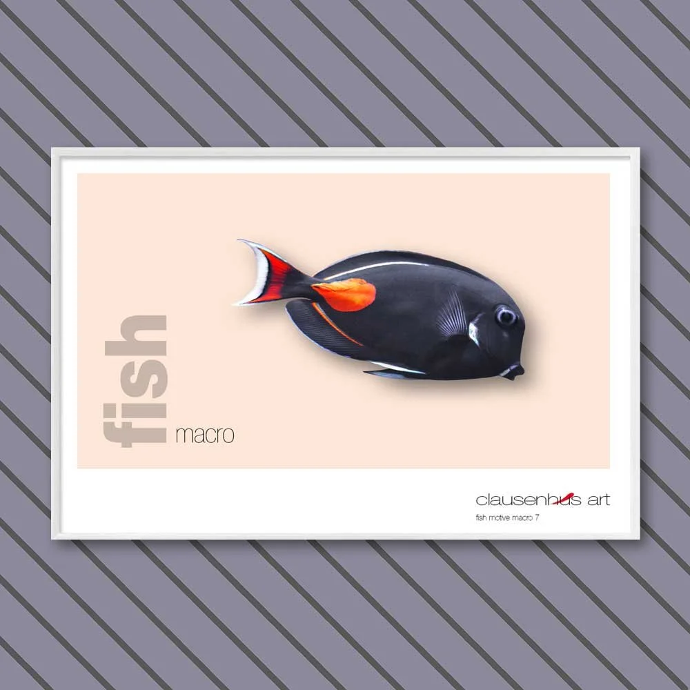 fish 7.jpg