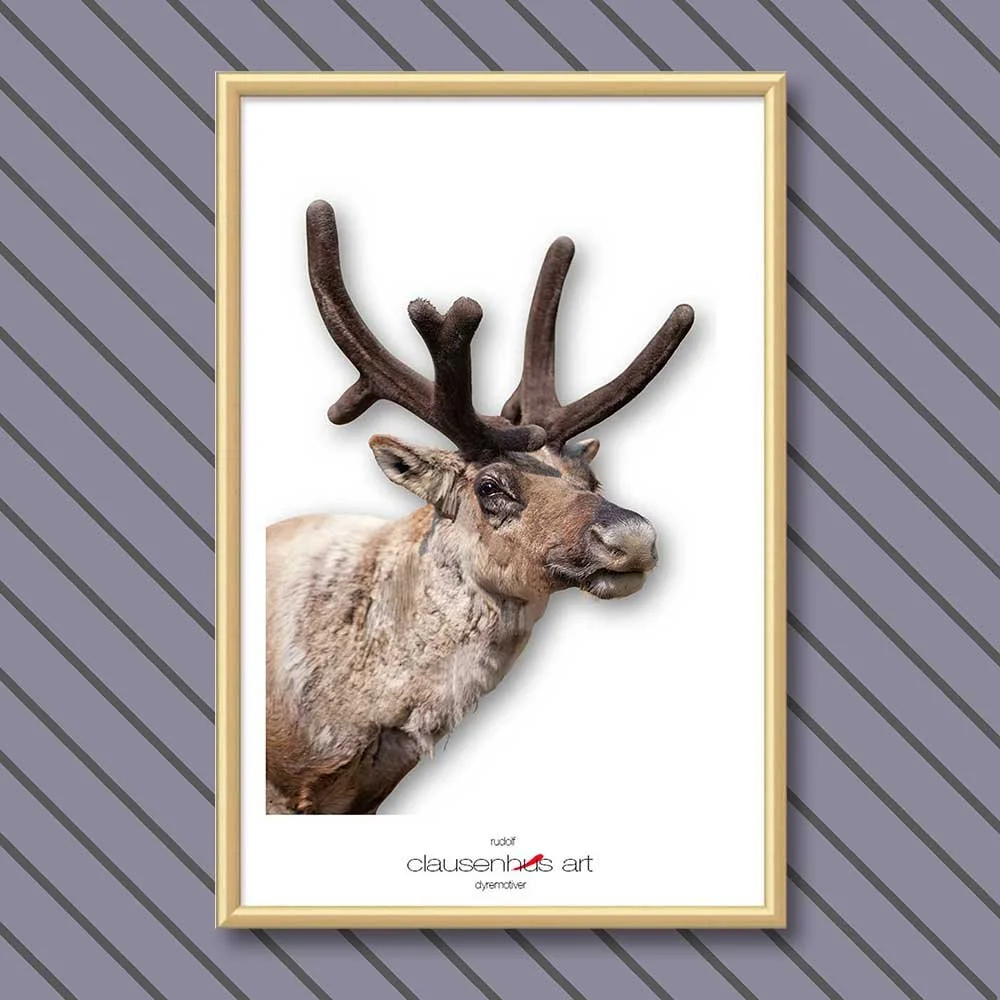 rudolf-copy.jpg