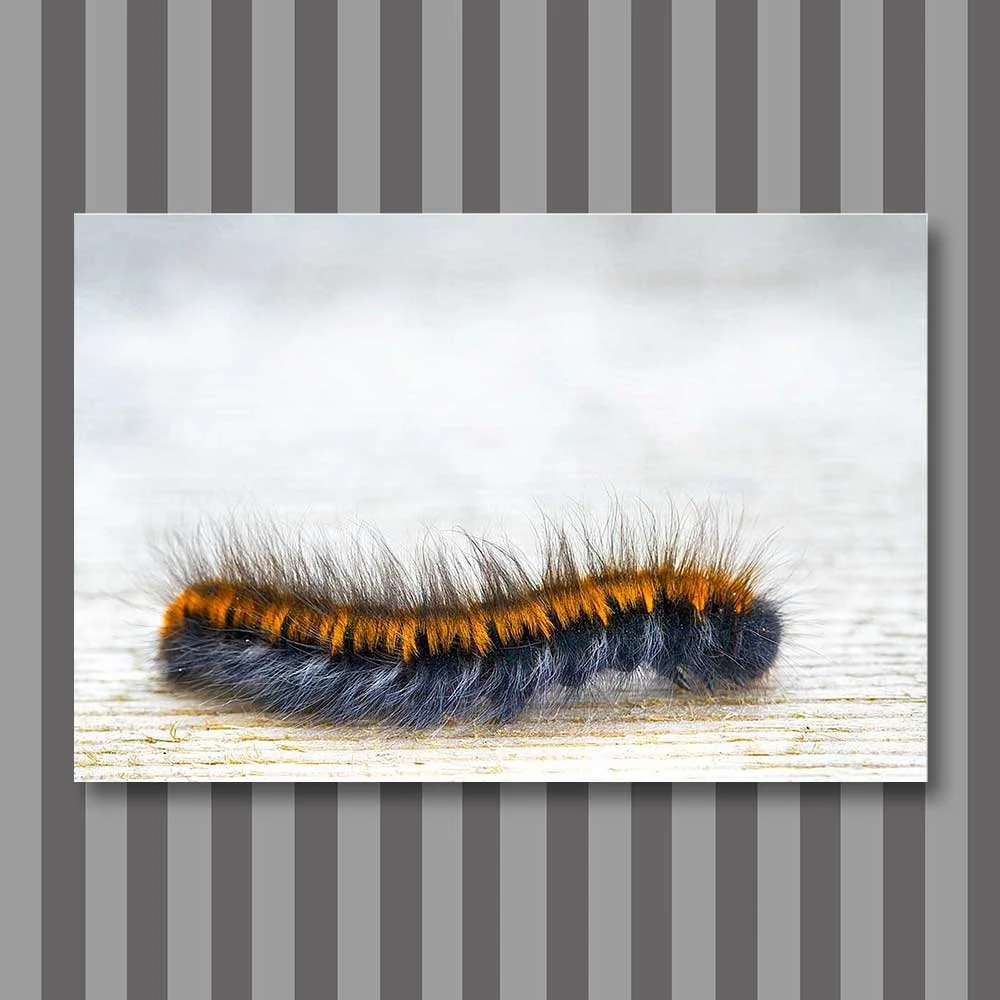 fox moth caterpillar.jpg