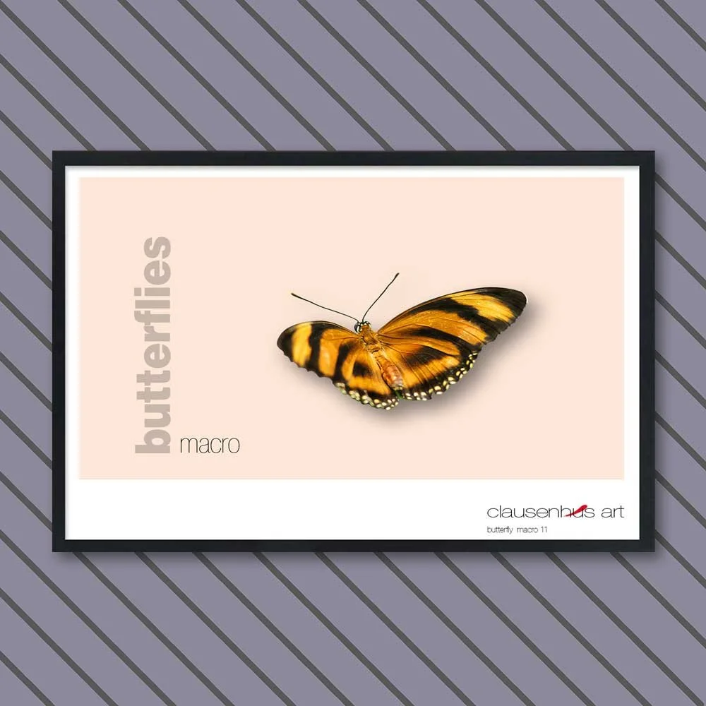 butterfly 11.jpg