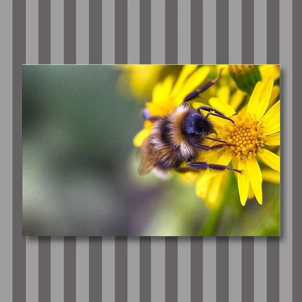 bumblebee heaven.jpg