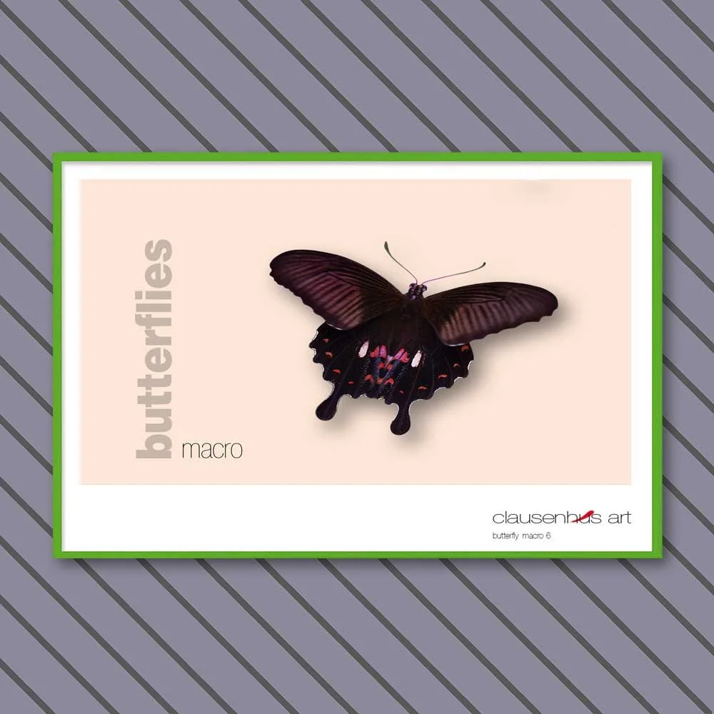 butterfly 6.jpg