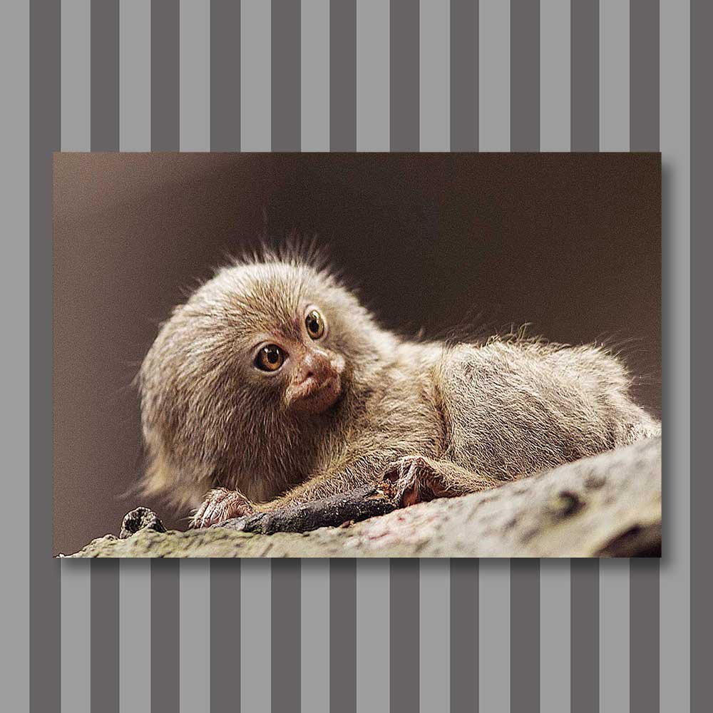 pygmy marmoset.jpg