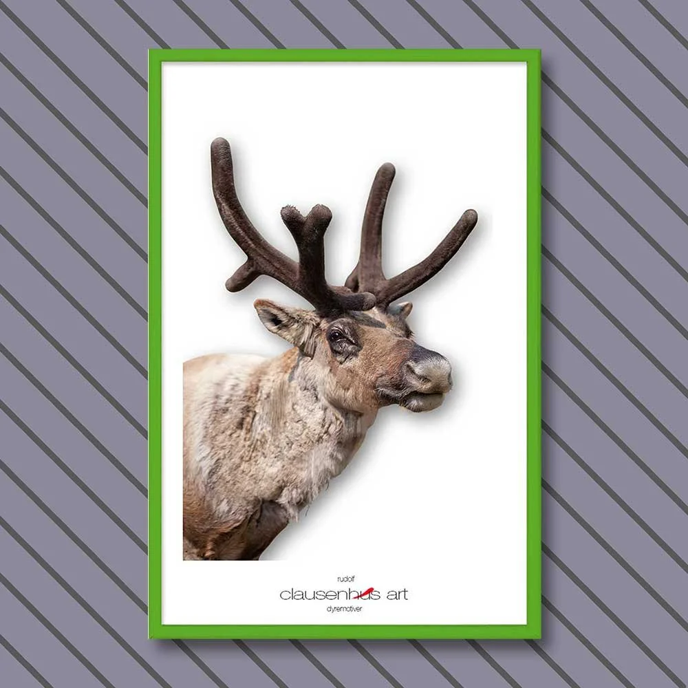 rudolf-copy.jpg
