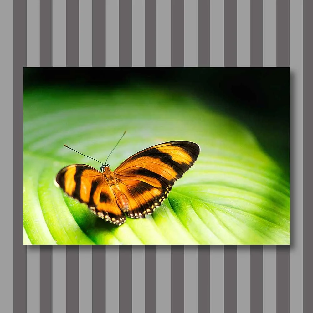 golden butterfly on green leave.jpg