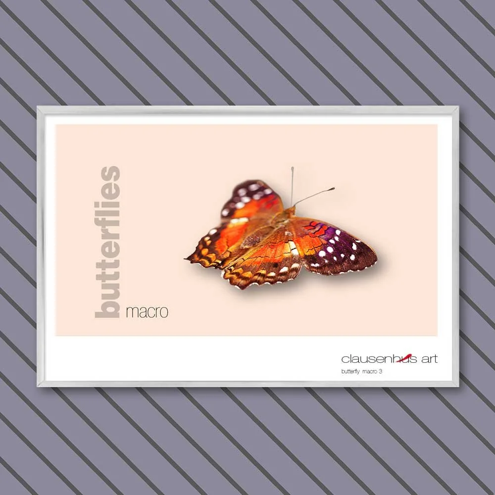 butterfly 3.jpg