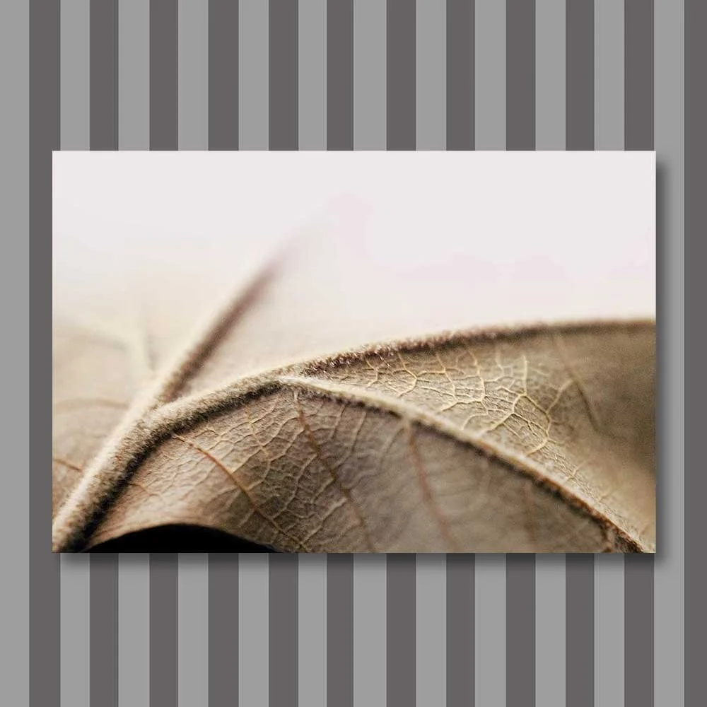 autumn leaves.jpg