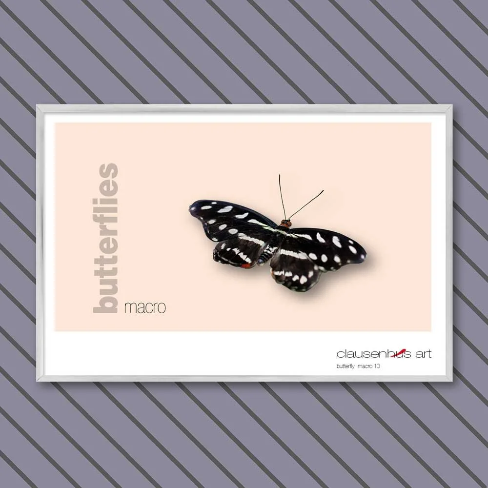 butterfly 10.jpg
