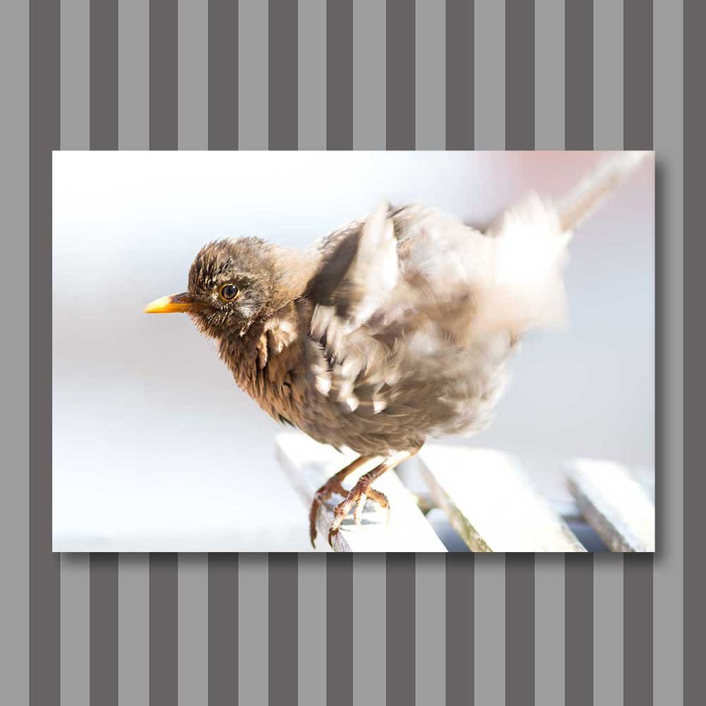 title: drying in the breeze