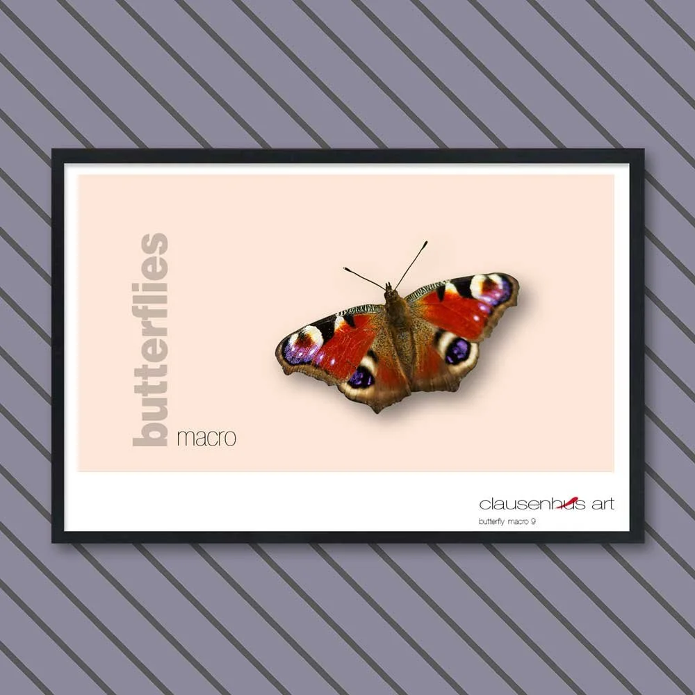 butterfly 9.jpg