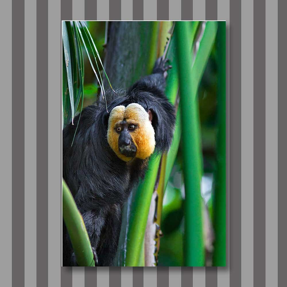 in a bamboo jungle.jpg