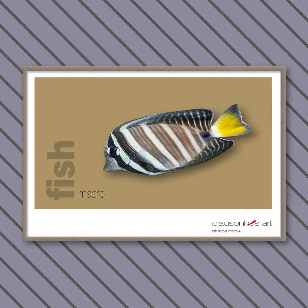 fish 4.jpg