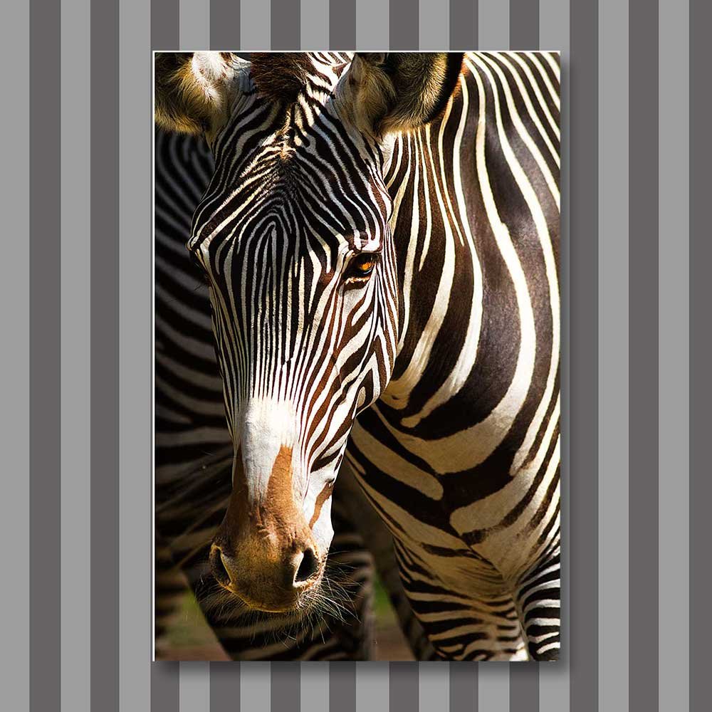 zebra 2.jpg