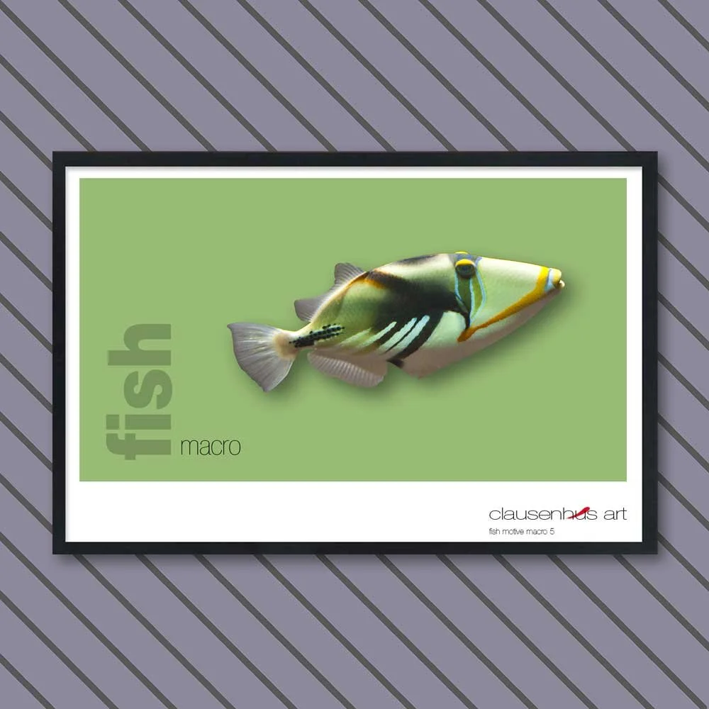 fish 5.jpg