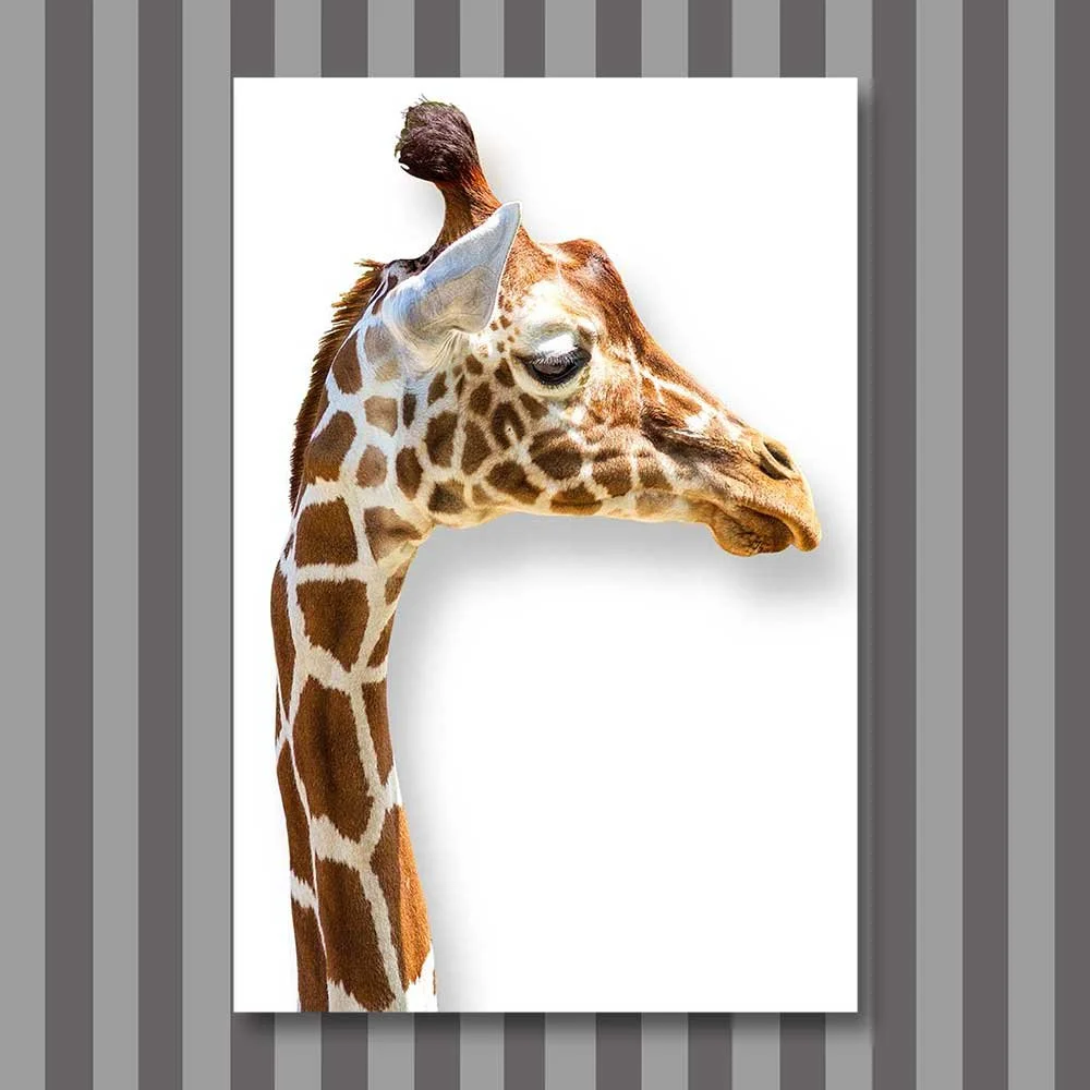 giraffe.jpg