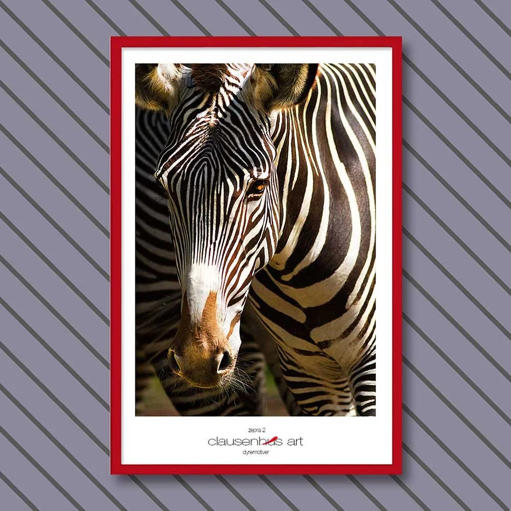 zebra-2.jpg