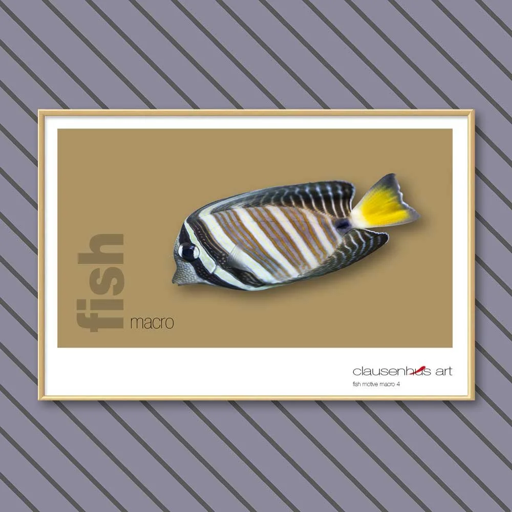 fish 4.jpg