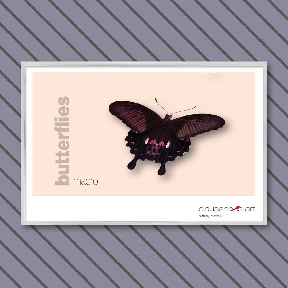 butterfly 6.jpg