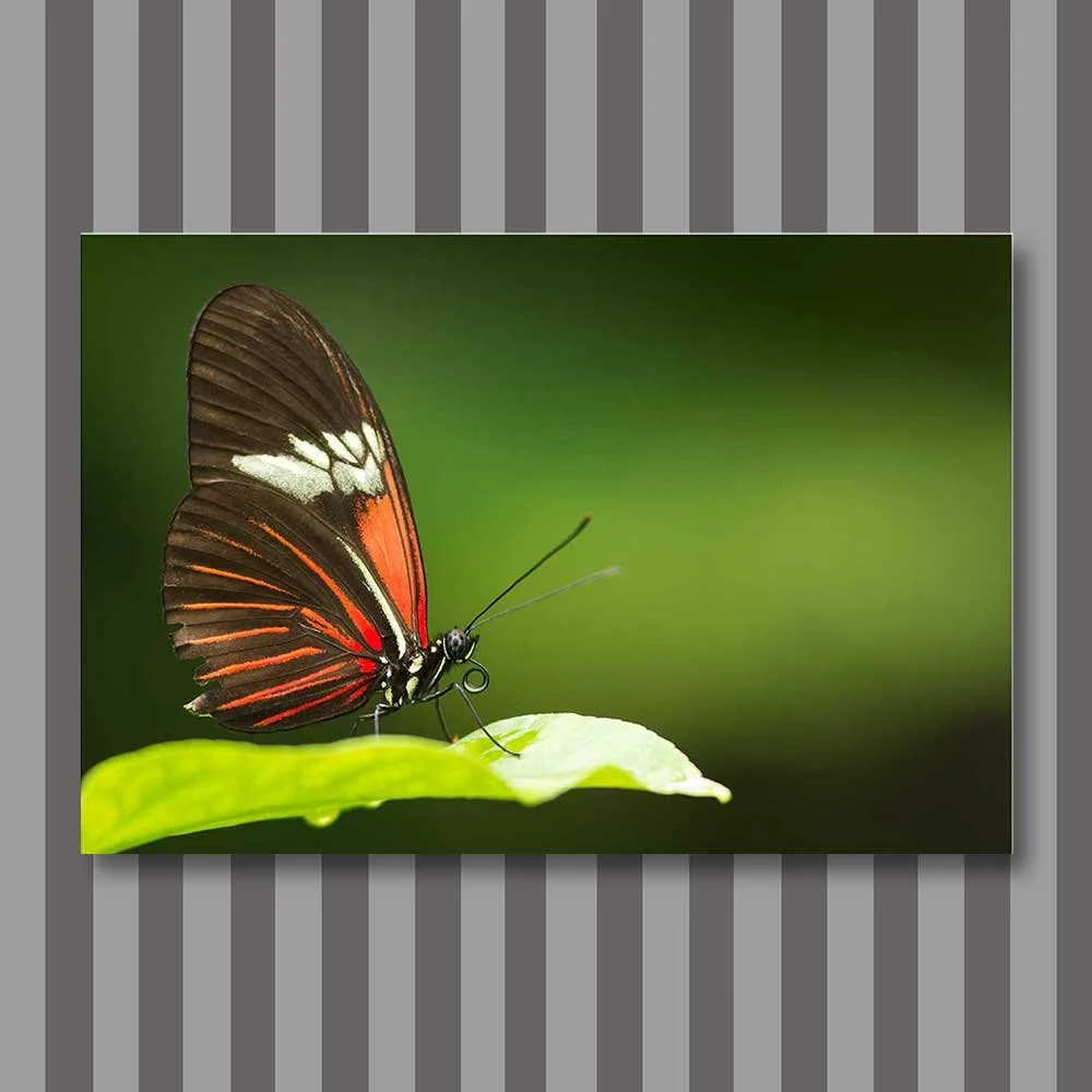 title: butterfly pose
