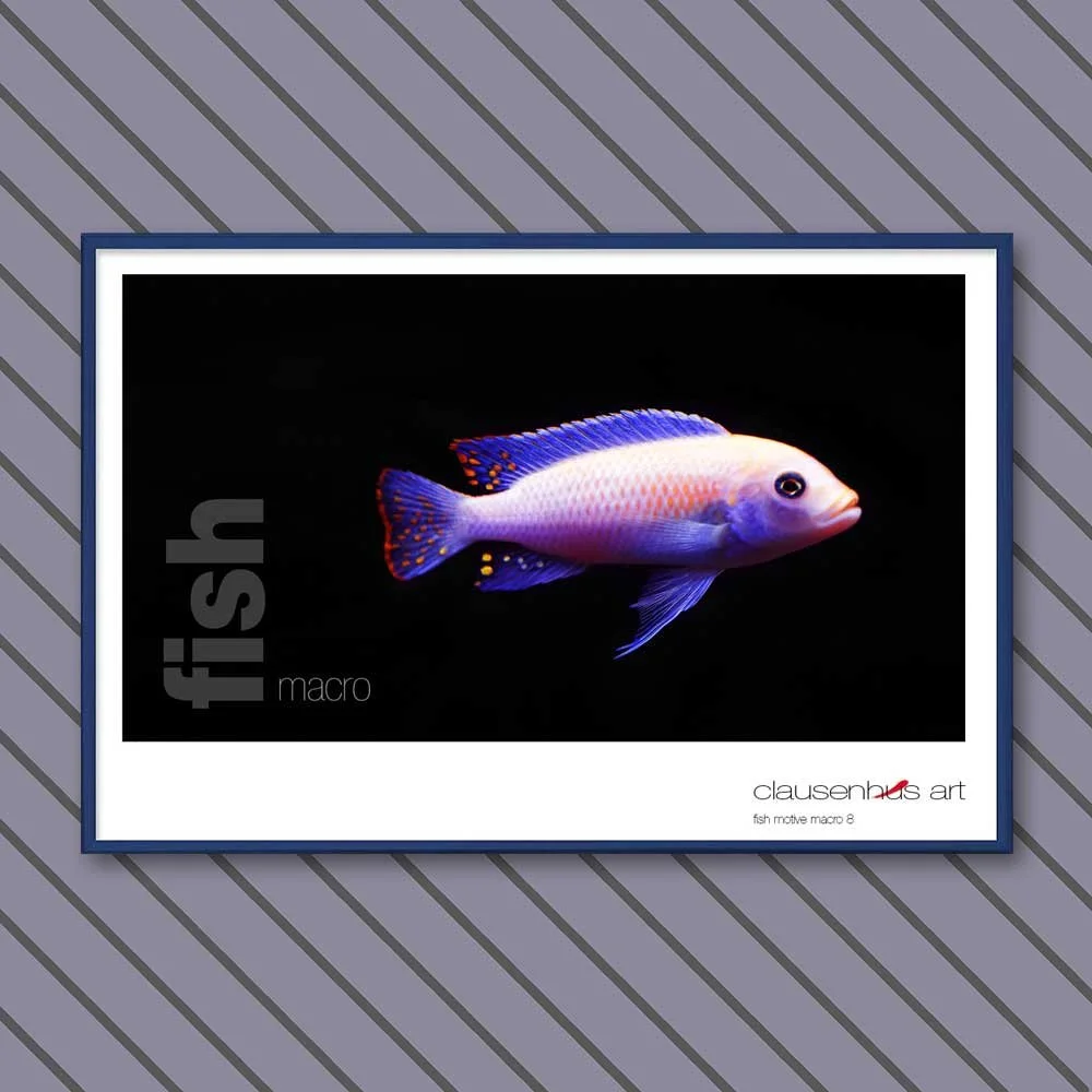 fish 8.jpg