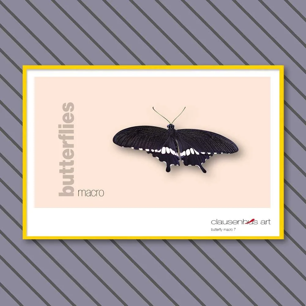 butterfly-7.jpg