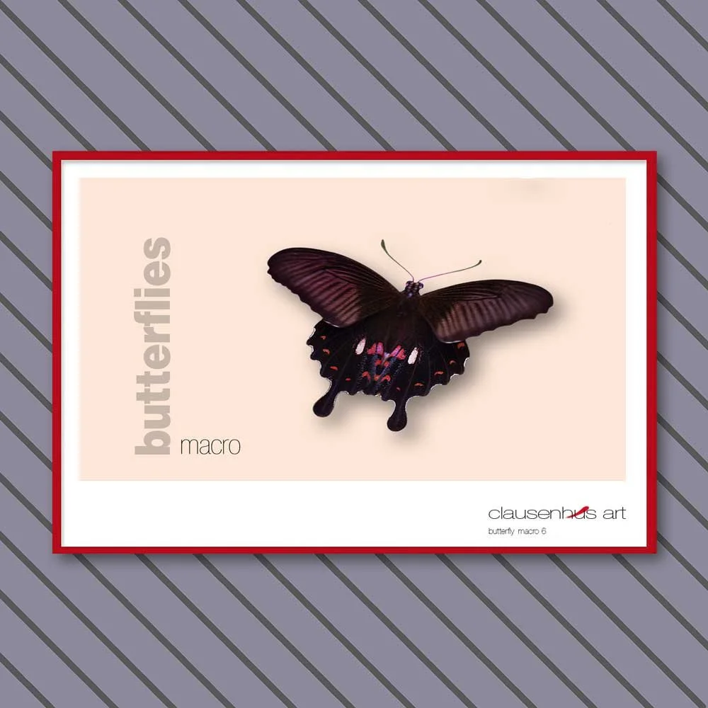 butterfly 6.jpg