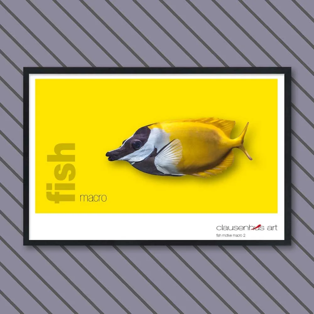 fish 2.jpg