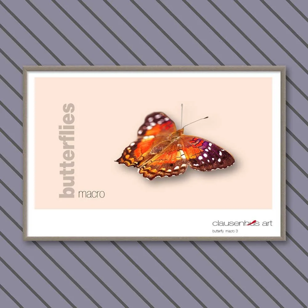 butterfly 3.jpg