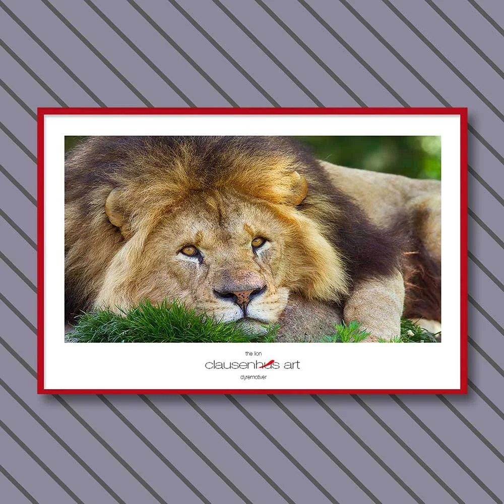 the-lion.jpg