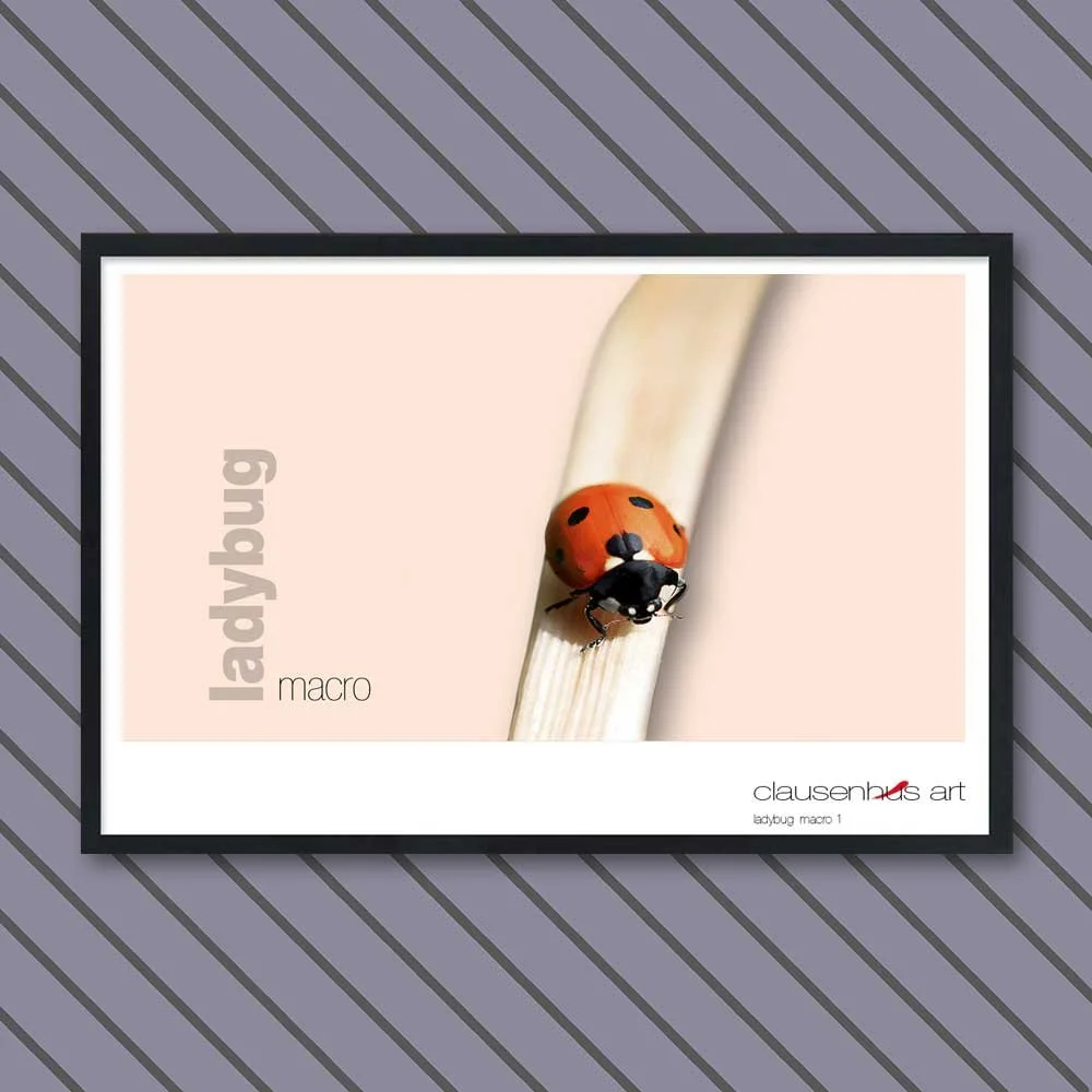ladybug 1.jpg