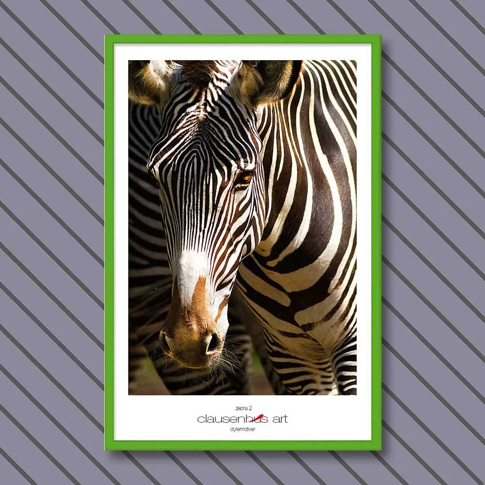 zebra-2.jpg