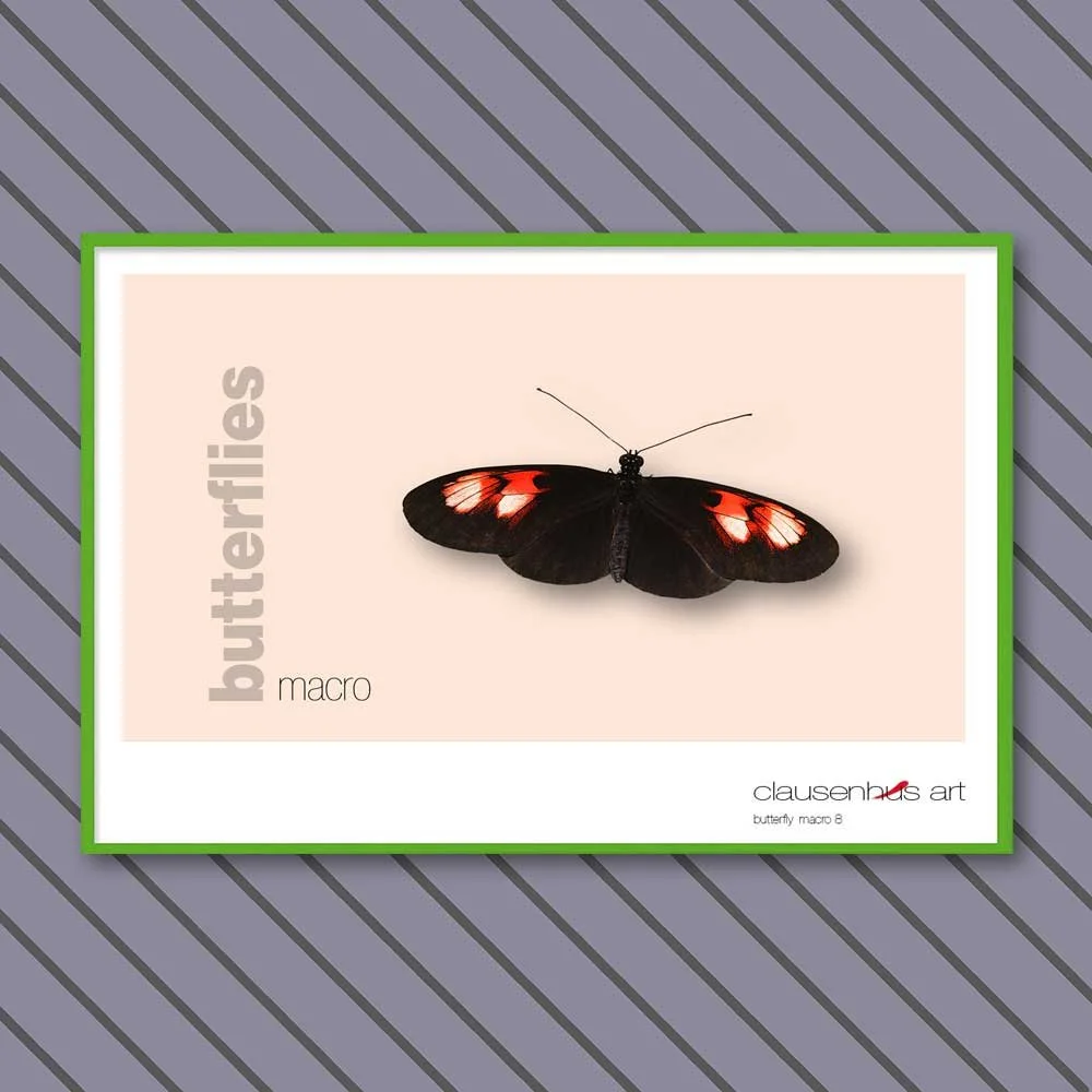 butterfly 8.jpg